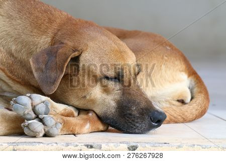 Dog Sick, Sleep Dog Relax Alone, Brown Dog Is Sleeping, Brown Dog Is Sleep Sick