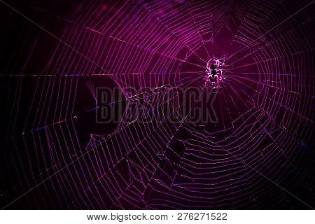 Spider Web Back-lighted By Led Lights. Concept Of Connection. Network Concept Of Internet. Colorful 