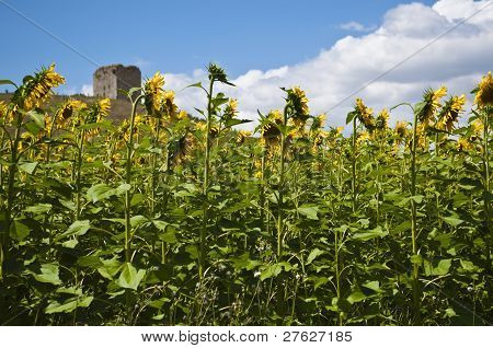 sunflwer veld en de toren