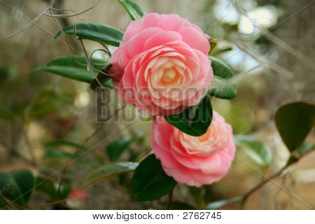 Camillas rosa