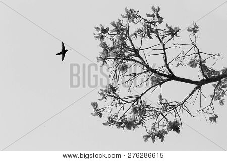 Silhouette Of White-necked Jacobin Hovering Next To Flower, Bird In Flight, Caribean Tropical Forest