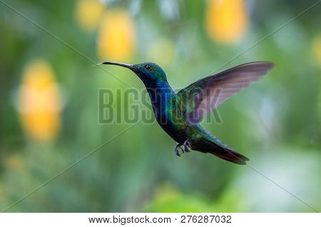 Black-throated Mango (anthracothorax Nigricollis) Hovering In The Air, Caribean Tropical Forest, Tri