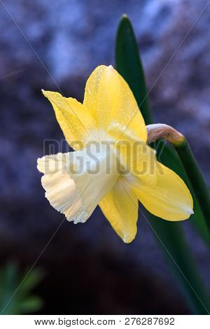 Beautiful Summer Cyclameniform Daffodils - Cyclamineus Close Up