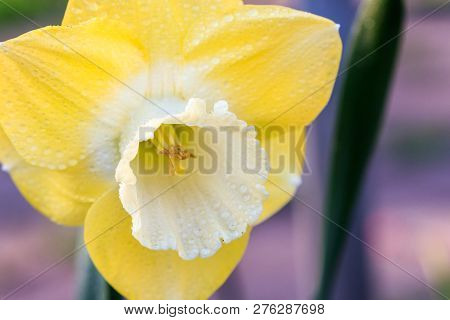 Beautiful Summer Cyclameniform Daffodils - Cyclamineus Close Up