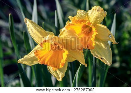 Beautiful Summer Cyclameniform Daffodils - Cyclamineus Close Up