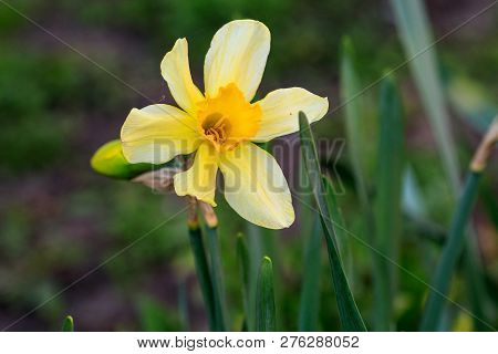 Beautiful Summer Cyclamineus Daffodils