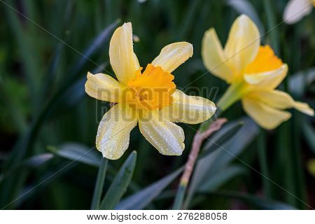 Beautiful Summer Cyclamineus Daffodils