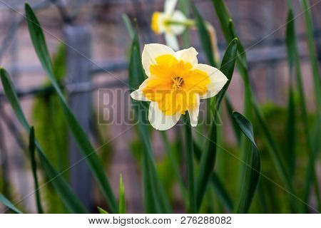 Beautiful Summer Canasta Daffodils