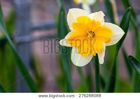 Beautiful Summer Canasta Daffodils