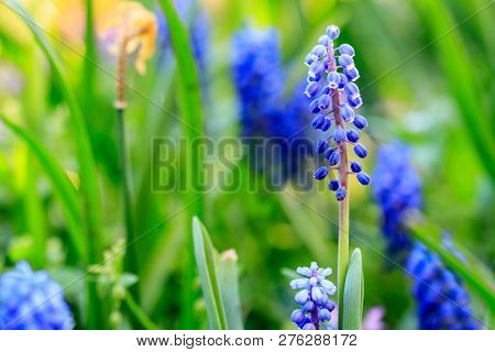 Beautiful Meadow Bright Blue Blossoms Of Armenian Muskari