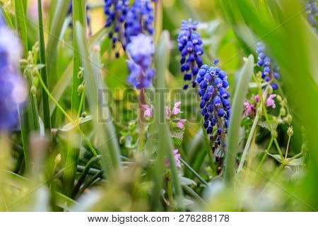 Beautiful Meadow Bright Blue Blossoms Of Armenian Muskari