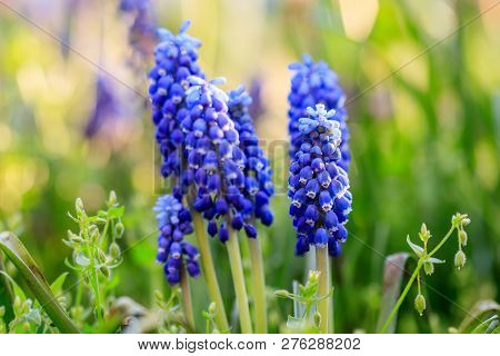 Beautiful Meadow Bright Blue Blossoms Of Armenian Muskari