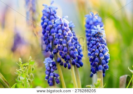 Beautiful Meadow Bright Blue Blossoms Of Armenian Muskari