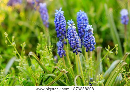 Beautiful Meadow Bright Blue Blossoms Of Armenian Muskari