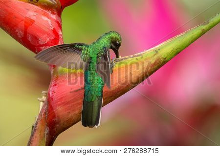 White-tailed Sabrewing Sitting On Red Flower, Caribean Tropical Forest, Trinidad And Tobago, Natural