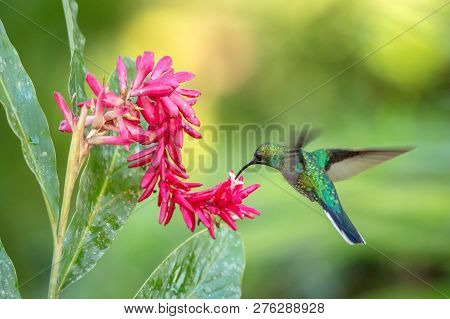 White-tailed Sabrewing Hovering Next To Pink Flower, Bird In Flight, Caribean Tropical Forest, Trini