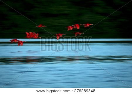 Large Flock Of Scarlet Ibis Eudocimus Ruber Returning To Resting Sleeping Trees In Evening. Long Exp