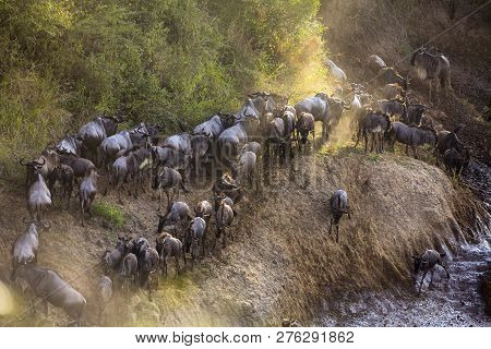 Wildebeest Herd After Crossing The River During The Annual Migration