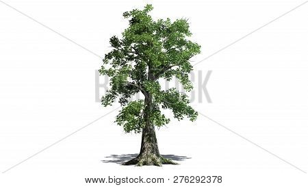 Sassafras Tree With Shadow - Separated On White Background - 3d Illustration