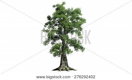 Sassafras Tree - Separated On White Background - 3d Illustration