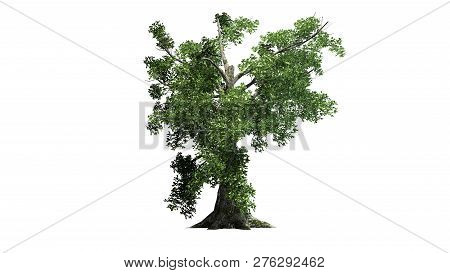 Sassafras Tree - Separated On White Background - 3d Illustration