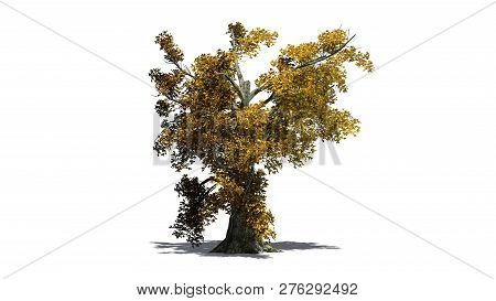 Sassafras Tree Autumn With Shadow - Separated On White Background - 3d Illustration