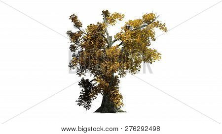 Sassafras Tree Autumn - Separated On White Background - 3d Illustration
