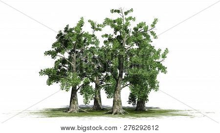 Sassafras Tree Cluster On A Green Area - Separated On White Background - 3d Illustration