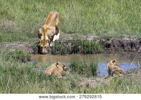 Lioness Drinking Water With Three Of Her Cubs At The Other Side Of The Pond