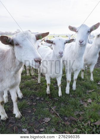 White Goats In Green Meadow Near Farm On Utrechtse Heuvelrug Near Woudenberg In Dutch Province Of Ut