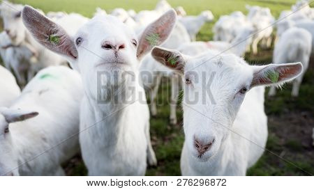 White Goats In Green Meadow Near Farm On Utrechtse Heuvelrug Near Woudenberg In Dutch Province Of Ut