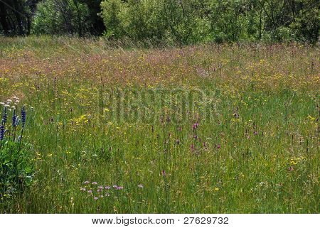 Taylor Creek Marsh Wildflowers