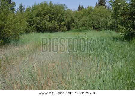 Taylor Creek Marsh grassen