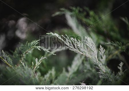 Macro Photo Of Needles From A Western Red Cedar, Thuja Plicata