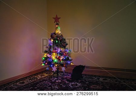 Chomutov, Czech Republic - December 30, 2018: Christmas Tree And Black Cat Violka