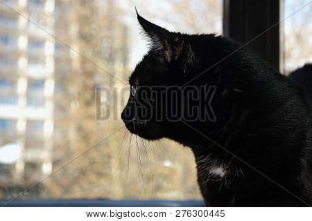 Chomutov, Czech Republic - December 30, 2018: Black Cat Violka In Window During Rainy Day