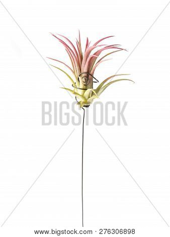 Air Plant, Tillandsia Ionantha, Houseplant Succulent No Pot Isolated On White Background. Tillandsia