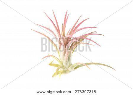 Air Plant, Tillandsia Ionantha, Houseplant Succulent No Pot Isolated On White Background. Tillandsia