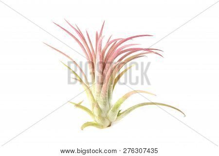 Air Plant, Tillandsia Ionantha, Houseplant Succulent No Pot Isolated On White Background. Tillandsia