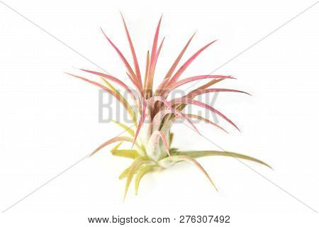 Air Plant, Tillandsia Ionantha, Houseplant Succulent No Pot Isolated On White Background. Tillandsia