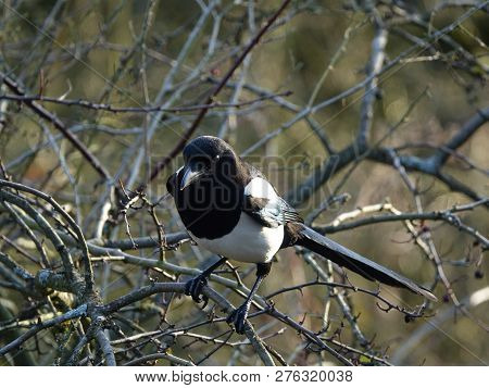 Magpie (pica Pica) In Woodland During Winter