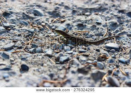 A Small Lizard Is Photographed Very Closely On A Gray Stone