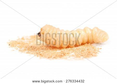 Larva Bark Beetle (scolytinae). Larva Of Bark Beetles Legless Isolated On White Background.