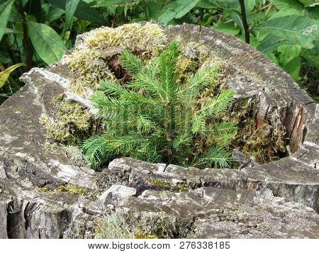 Tiny Sapling Sprouts From The Old, Grey Stump Of A Large Tree That Was Cut Down . Young Fir Tree Gro