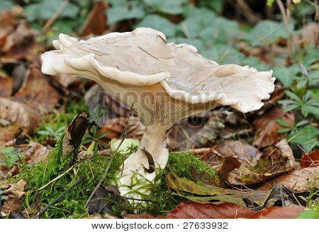 흐리게 Agaric 균 류