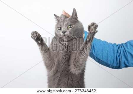Guilty Grey Cat Holding A Man's Hand By The Scruff