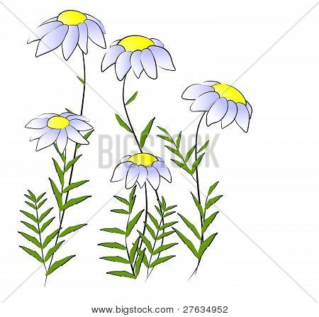 Bloemen - kamille