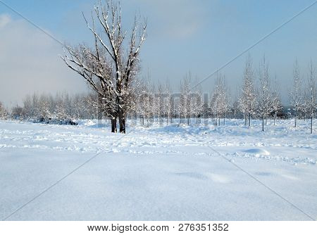 Snow And Ice Covered Trees In The Winter Freezing Day. River Danube Environment, Futog Serbia