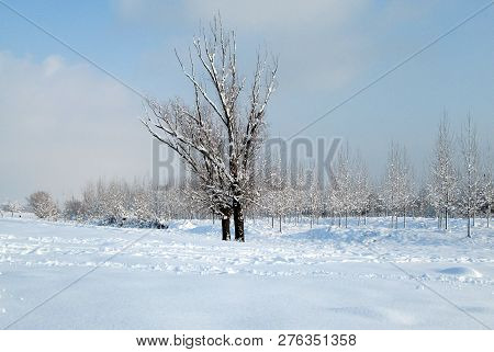 Snow And Ice Covered Trees In The Winter Freezing Day. River Danube Environment, Futog Serbia