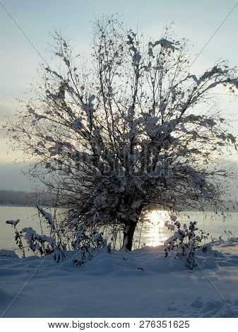 Snow And Ice Covered Tree In The Winter Freezing Day. River Danube Environment, Futog Serbia